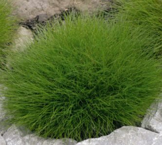 Green Fescue Grass Seeds