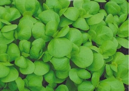 Green Purslane Seeds
