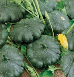 Greendisc H Patty Pan Squash Seeds