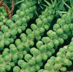 Groninger Brussels Sprout Seeds