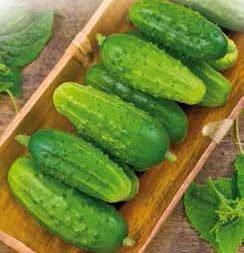 Grot H Gherkin Cucumber Seeds