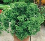 Grune Perle Parsley Seeds