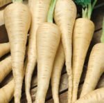 Guernsay Parsnip Seeds