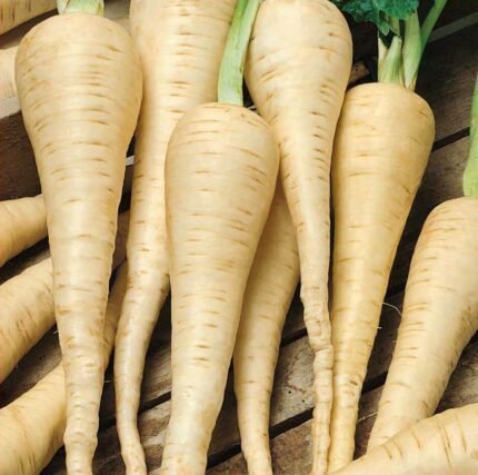 Guernsay Parsnip Seeds
