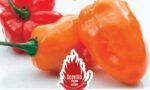 Habanero Orange Hot Pepper Seeds