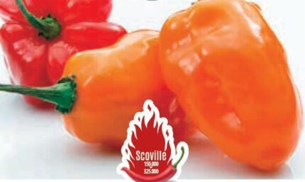 Habanero Orange Hot Pepper Seeds
