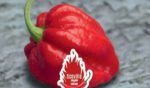 Habanero Red Hot Pepper Seeds