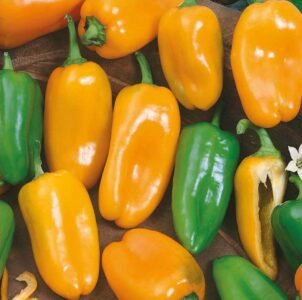 Hamik Sweet Pepper Seeds