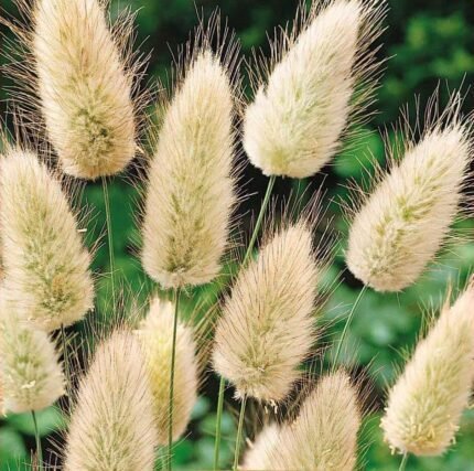Hare's Tail Grass Seeds