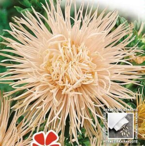 Harz China Aster Seeds