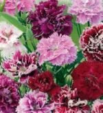 Heddewigii Gaiety Chinese Clove Pink Flower Seeds