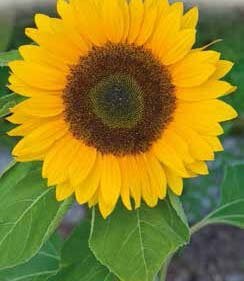 Henry Wilde Sunflower Seeds