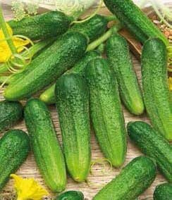 Hokus Gherkin Cucumber Seeds