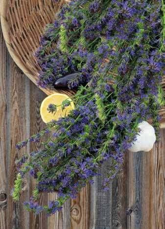 Hyssop Seeds
