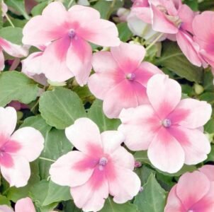 Impreza H Pink Splash Impatiens Seeds