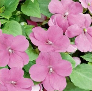 Impreza H Violet Impatiens Seeds