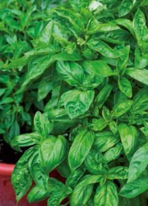Italiano Classico Sweet Basil Seeds