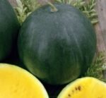 Janosik Watermelon Seeds