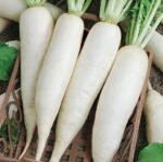 Japana H Radish Seeds