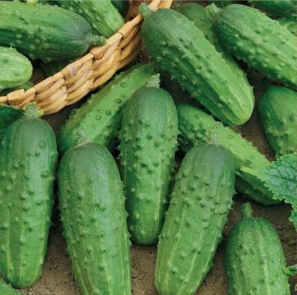 Julian H Gherkin Cucumber Seeds