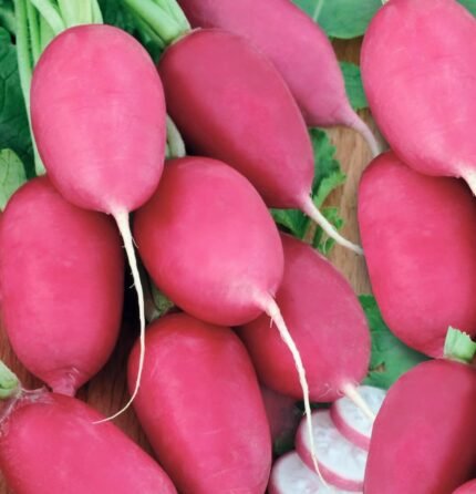 Jutrzenka Radish Seeds