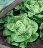Kagraner Sommer 2 Organic Lettuce Seeds