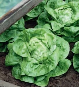 Kagraner Sommer 2 Organic Lettuce Seeds