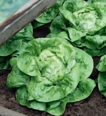 Kagraner Sommer 2 Organic Lettuce Seeds
