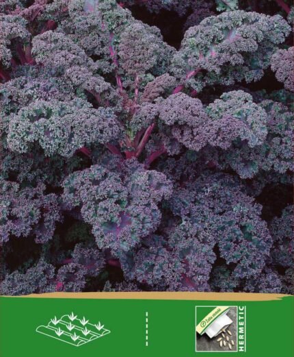 Kale Seeds