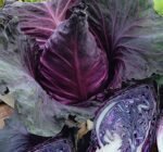 Kalibos Red Cabbage Seeds