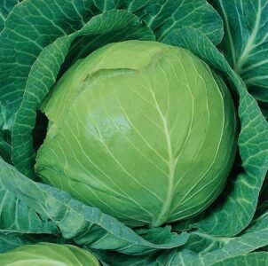 Kamienna Glowa White Cabbage Seeds