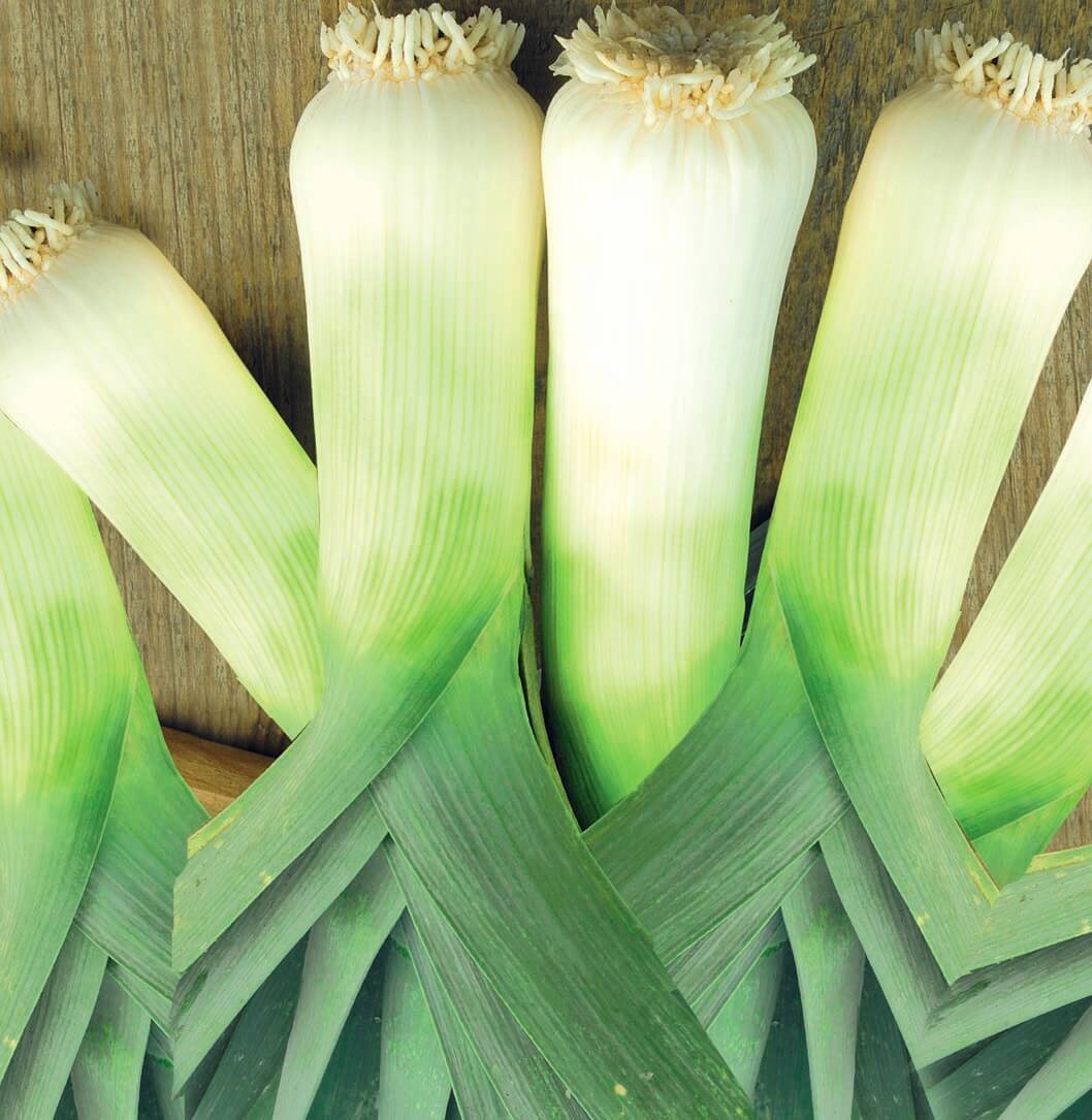 Kampus Leek Seeds Kampus Leek Seeds