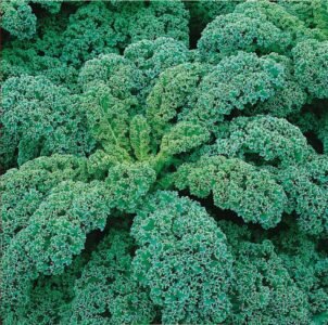 Kapral Curly Kale Seeds
