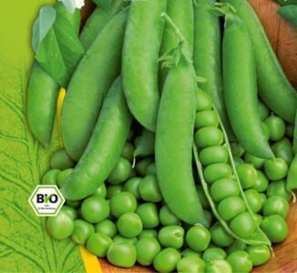 Karina Organic Wrikled Pea Seeds