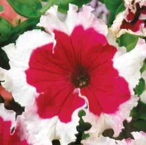 Karkula Large Flowered Petunia Seeds
