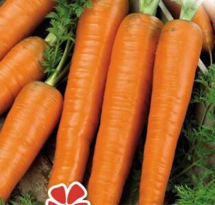 Karlena Carrot Seeds