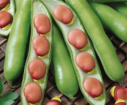 Karmazyn Broad Bean Seeds