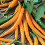 Kilian Hot Pepper Seeds