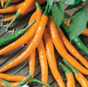 Kilian Hot Pepper Seeds