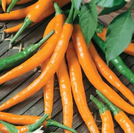 Kilian Hot Pepper Seeds