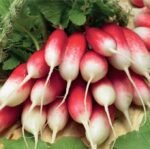 Kiva Radish Seeds