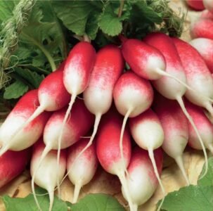 Kiva Radish Seeds