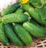 Krak H Gherkin Cucumber Seeds
