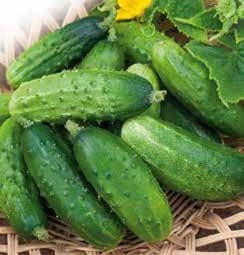 Krak H Gherkin Cucumber Seeds