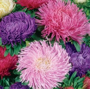 Kralen China Aster Mix Seeds