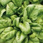 Lagos H Spinach Seeds