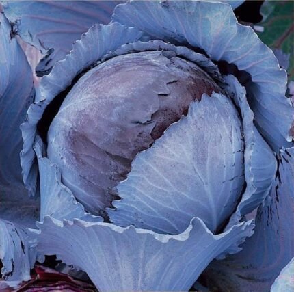 Langedijker Dauer 2 Red Cabbage Seeds