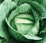 Langedijker Dauer White Cabbage Seeds