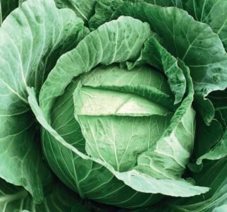 Langedijker Dauer White Cabbage Seeds