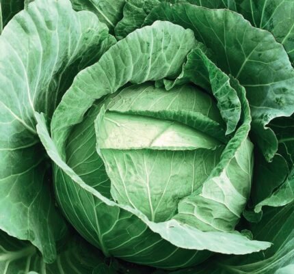 Langedijker Dauer White Cabbage Seeds